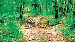 Woman mauled to death by tiger in Ranthambore 