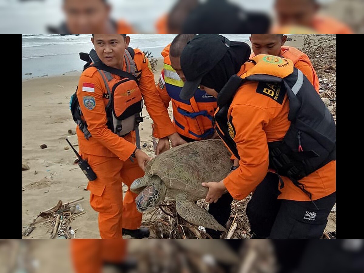 'All lives matter': Indonesia saves tsunami-stranded turtles
