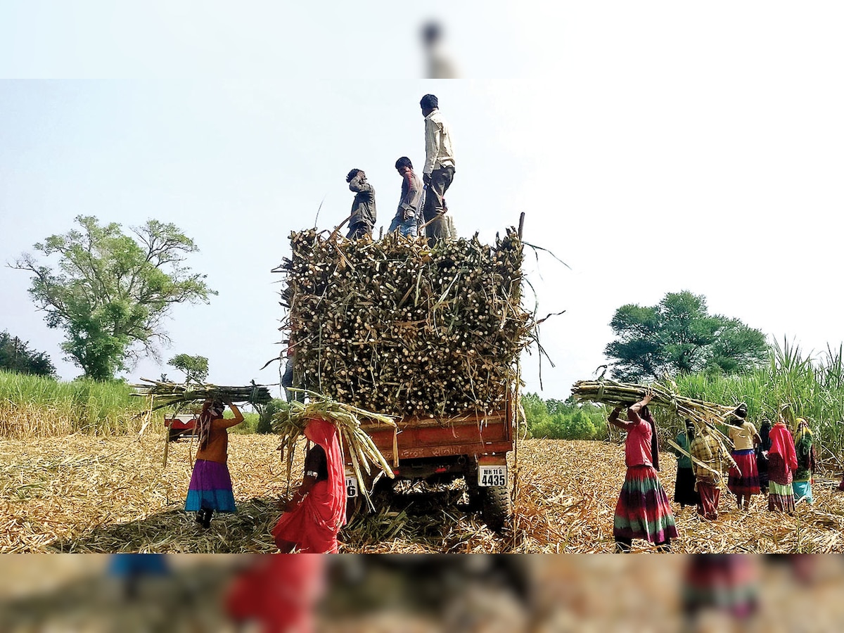 Maharashtra: Payments in installments leaves sugarcane farmers feeling bitter