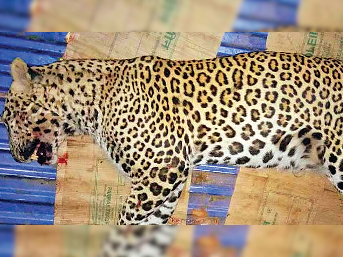 Leopard run over at Chotila-Ahmedabad Highway