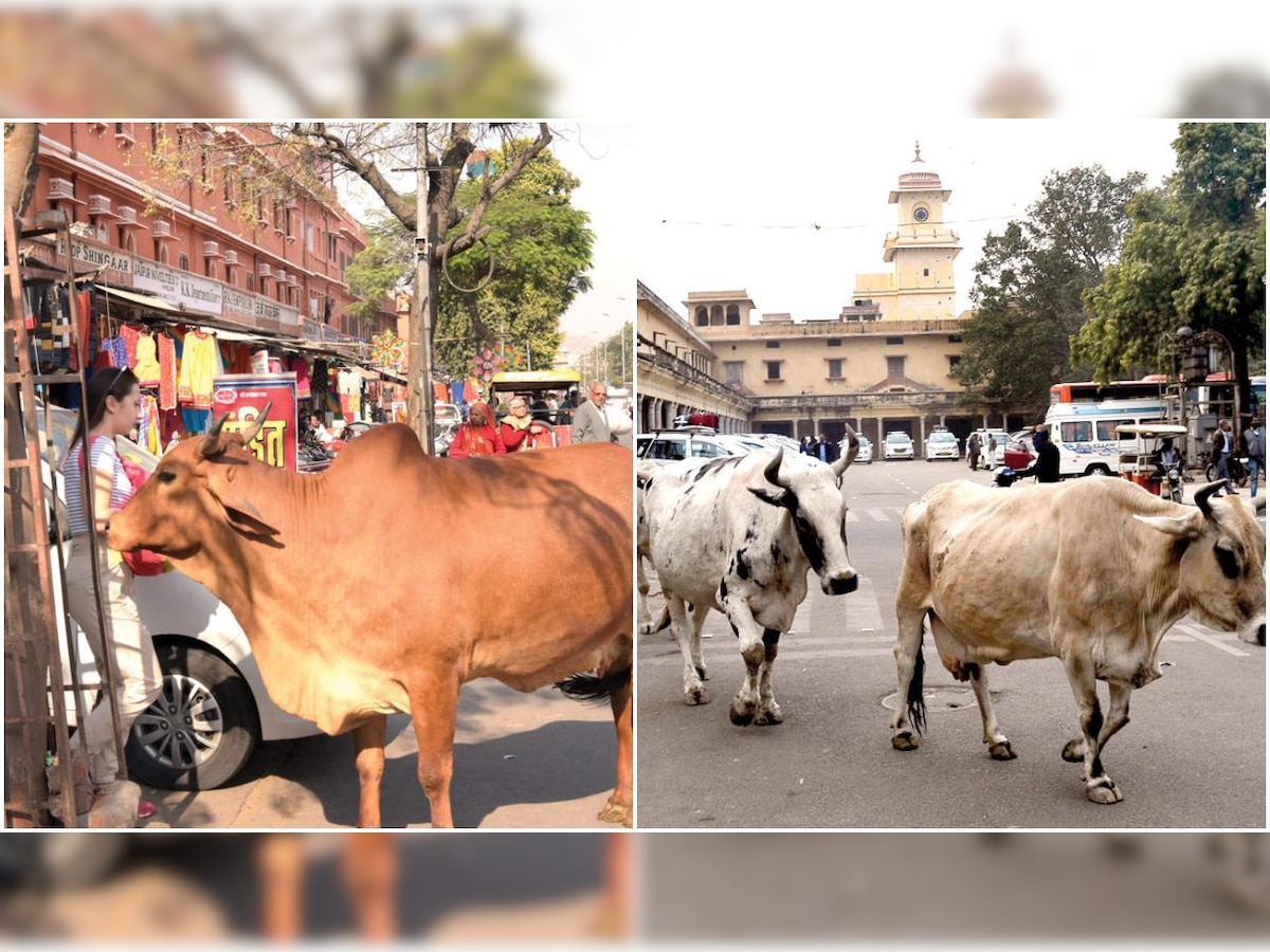 Not people, stray cattle in Jaipur are ‘first & last man standing’