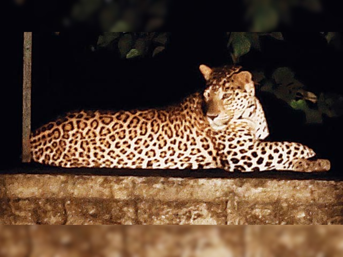 Gujarat: Man-eater leopard caught after six-hour operation