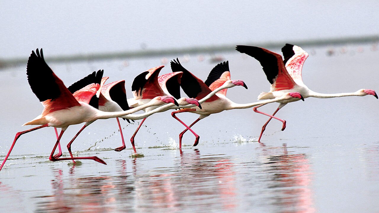 Gujarat: Nalsarovar dries up, Vadla gains birds and tourists