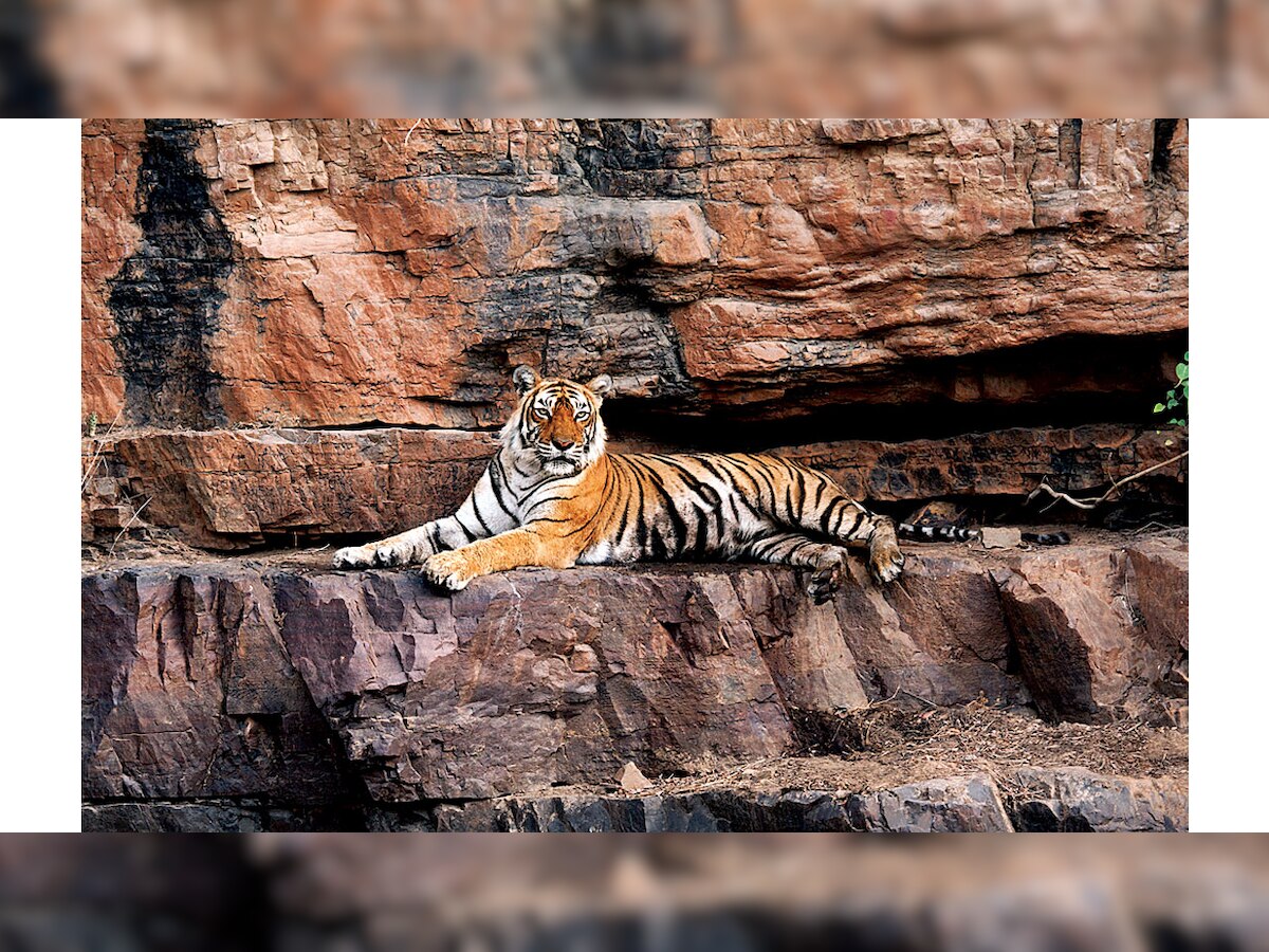 Ranthambhore Tiger Reserve's tigers seek new homes