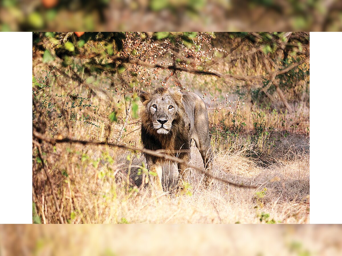 Man accused in lion baiting case refused bail by Gujarat High Court