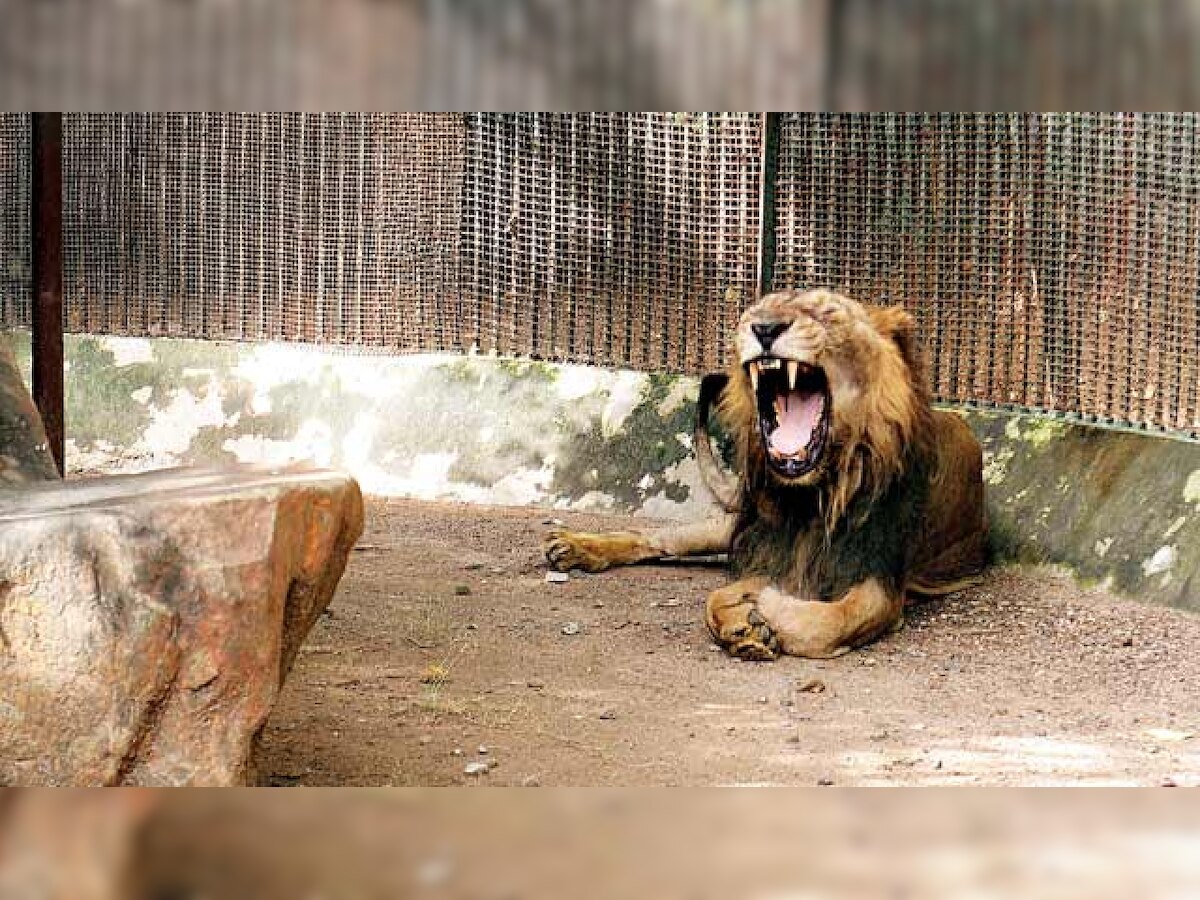 Chandigarh: Man mauled to death by lions at Chhatbir Zoo in Zirakpur