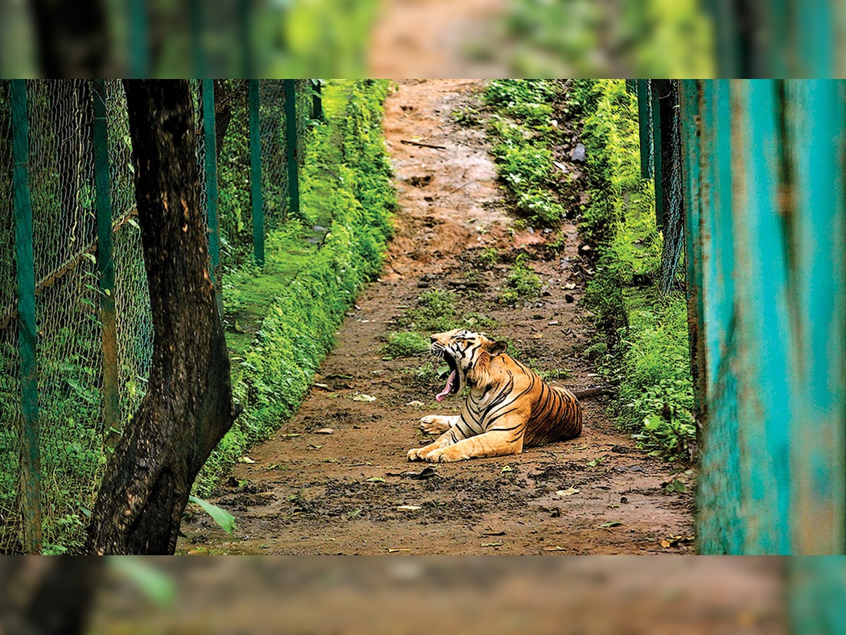 Forest department to change tiger landscape in Maharashtra