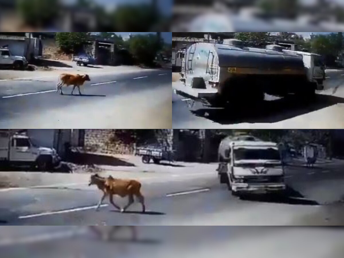 Viral Video: Truck driver shows off insane moves to save a cow