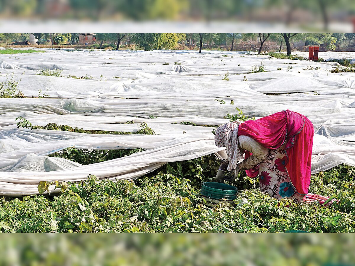 Uzbekistan offers 20,000 hectare land to farmers, firms