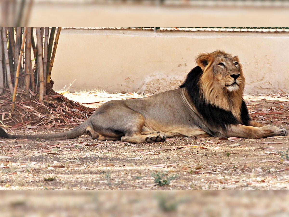 Mahuva lion attack: Scat analysis confirms sub-adult lion's role