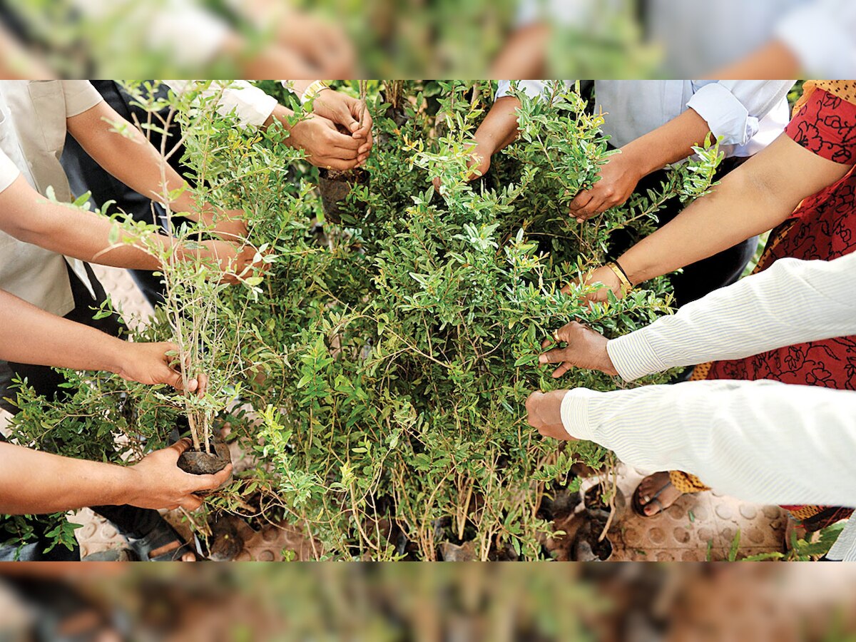 Thane residents to get updates on trees plantation