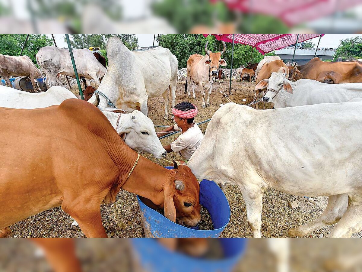 Madhya Pradesh to get 1000 cow sheds for housing 1 lakh cows