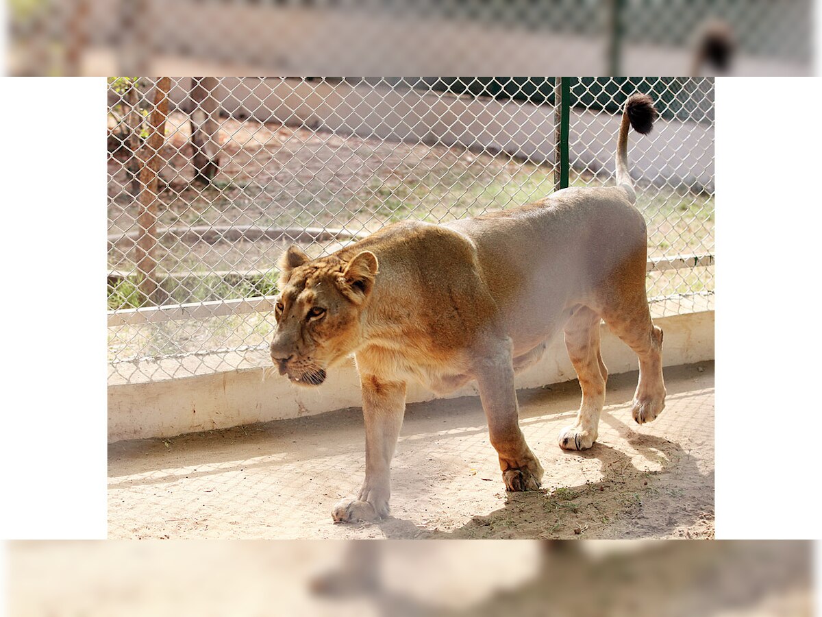 Gujarat: When will 33 captive lions be set free?