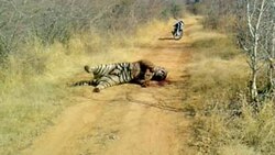 Tiger found dead in Ranthambhore Tiger Reserve after fight