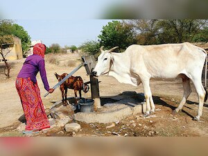 Budget 2019: Cattle Care - Indigenous breeds to get rich fodder