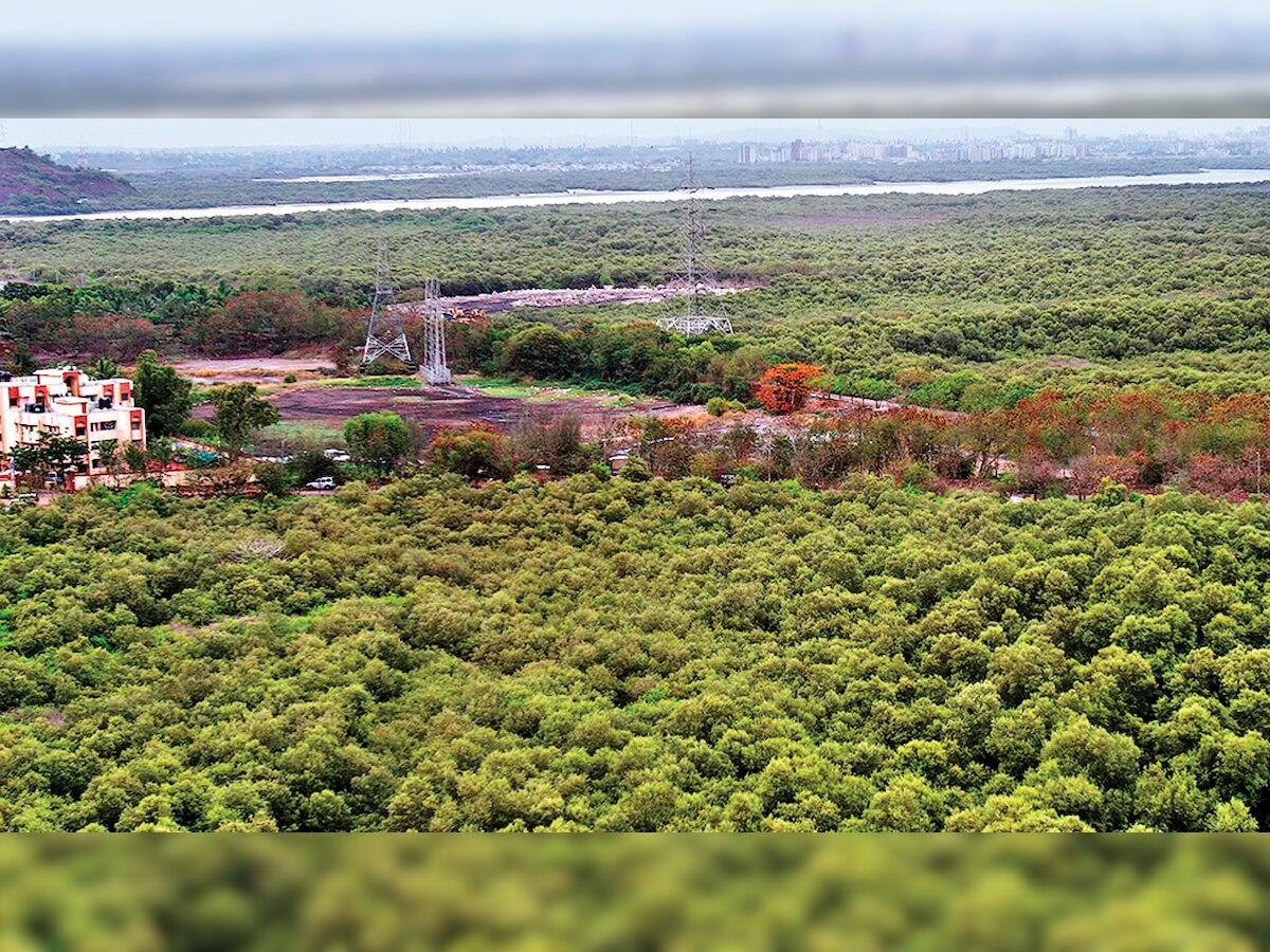 Gujarat High Court stays destruction of mangroves along Victor Port