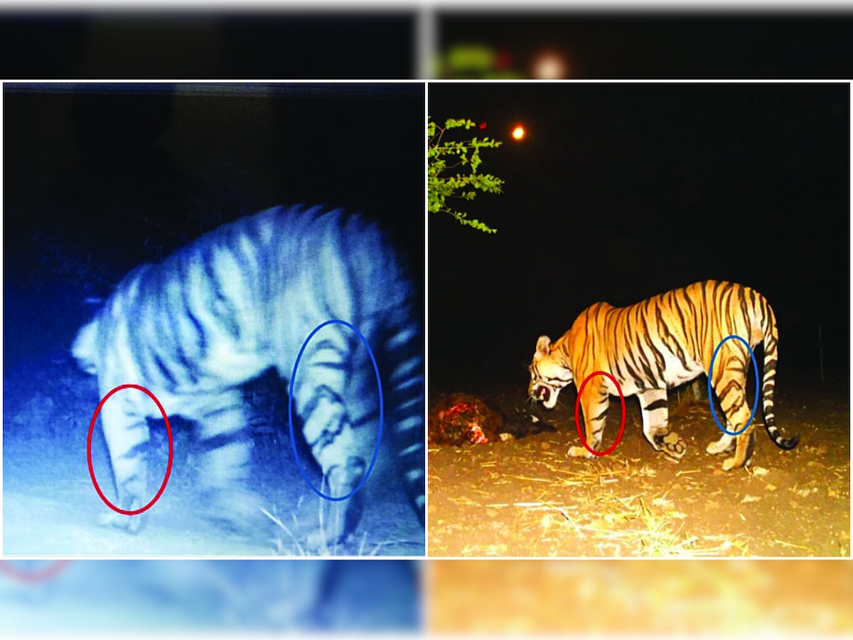 Tiger may have hiked from Madhya Pradesh to Gujarat