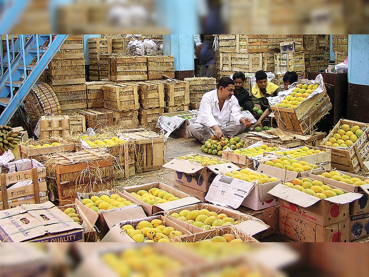 Mangoes arrive in Vashi market in large numbers