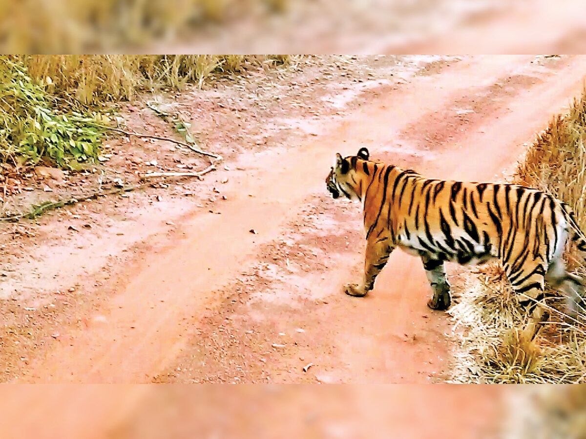 Tiger in Gujarat nicknamed bava for refusal to 'settle'