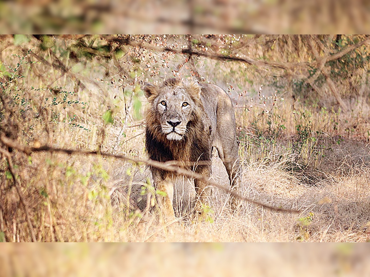 204 lions dead in two years in Gujarat