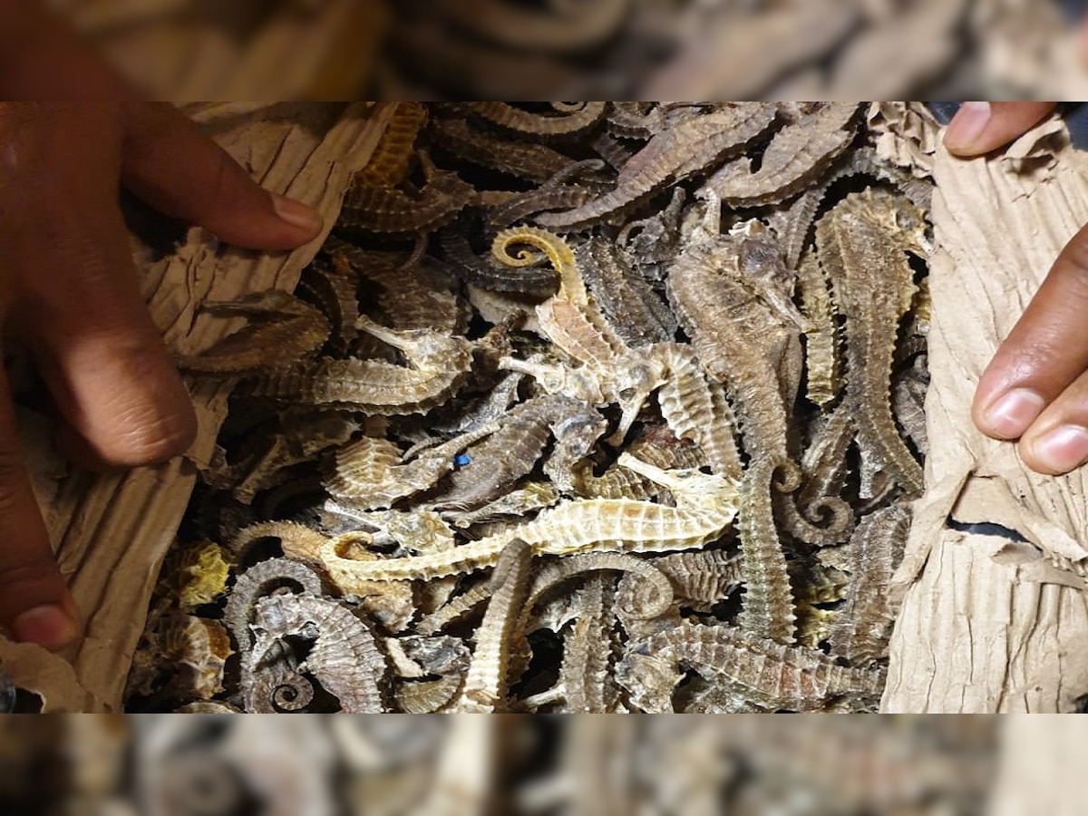 Caught in Mumbai: 30 kg dried Seahorse meant for Chinese medicine being smuggled to Malaysia