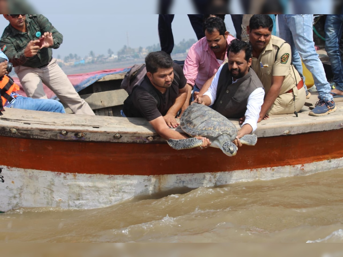 Mumbai: 5-yr-old Turtle Tara released back in the ocean