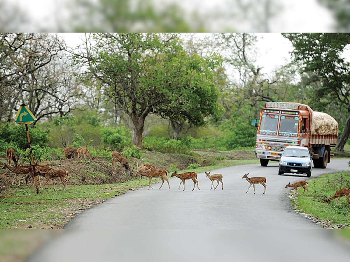 DNA EXCLUSIVE: Night traffic ban to continue at Bandipur Tiger Reserve