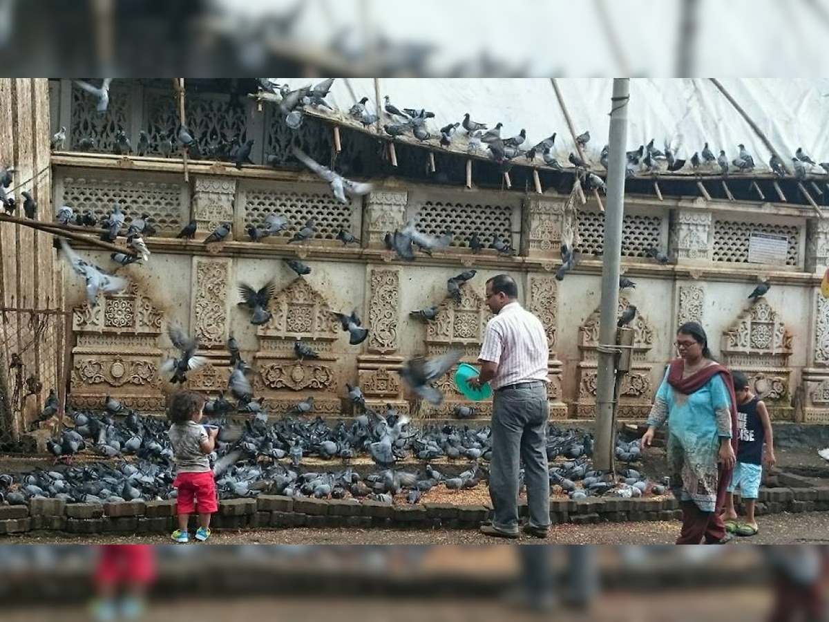 Can't feed birds from flat's balcony & create nuisance for others, says SC