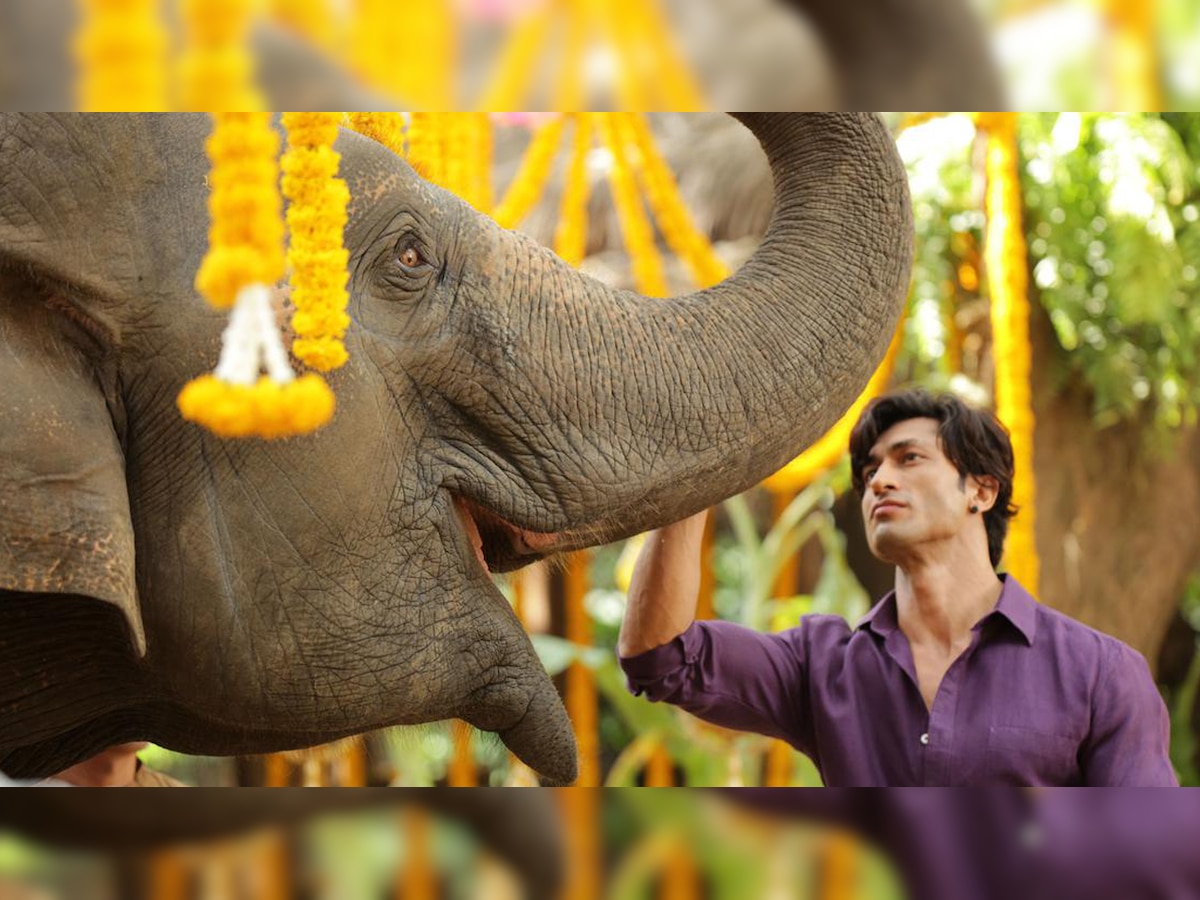 'Junglee' Box Office Collection: Vidyut Jammwal starrer gets massive start, earns Rs 3.35 crore on day 1