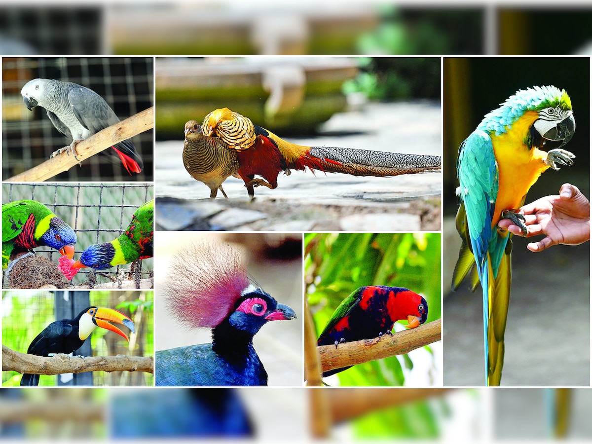 Get chirpy at country's first interactive exotic bird park opens up at Essel World