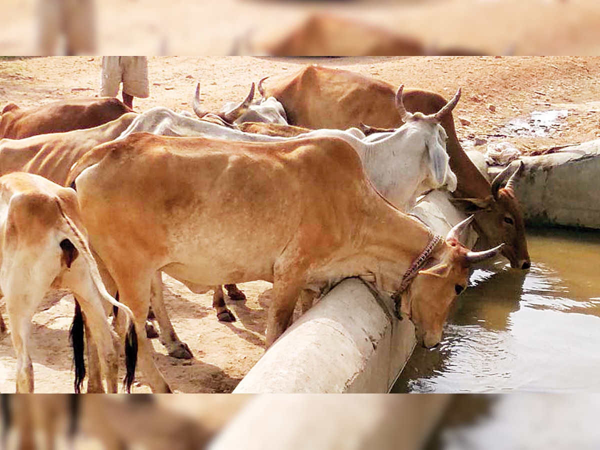 Ahmedabad Man Arrested For Having Unnatural Sex With Cow