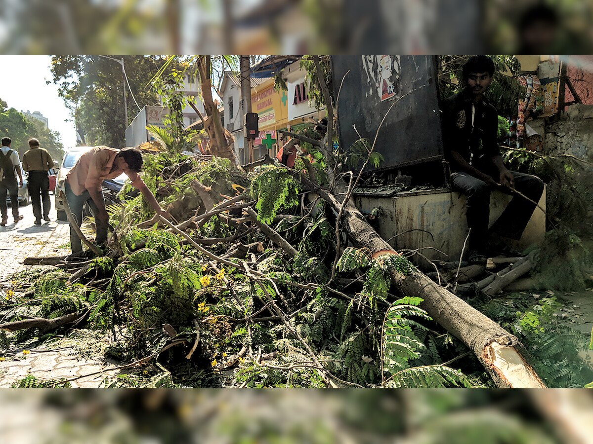 Greens rue lack of supervision as BMC initiates tree pruning drive