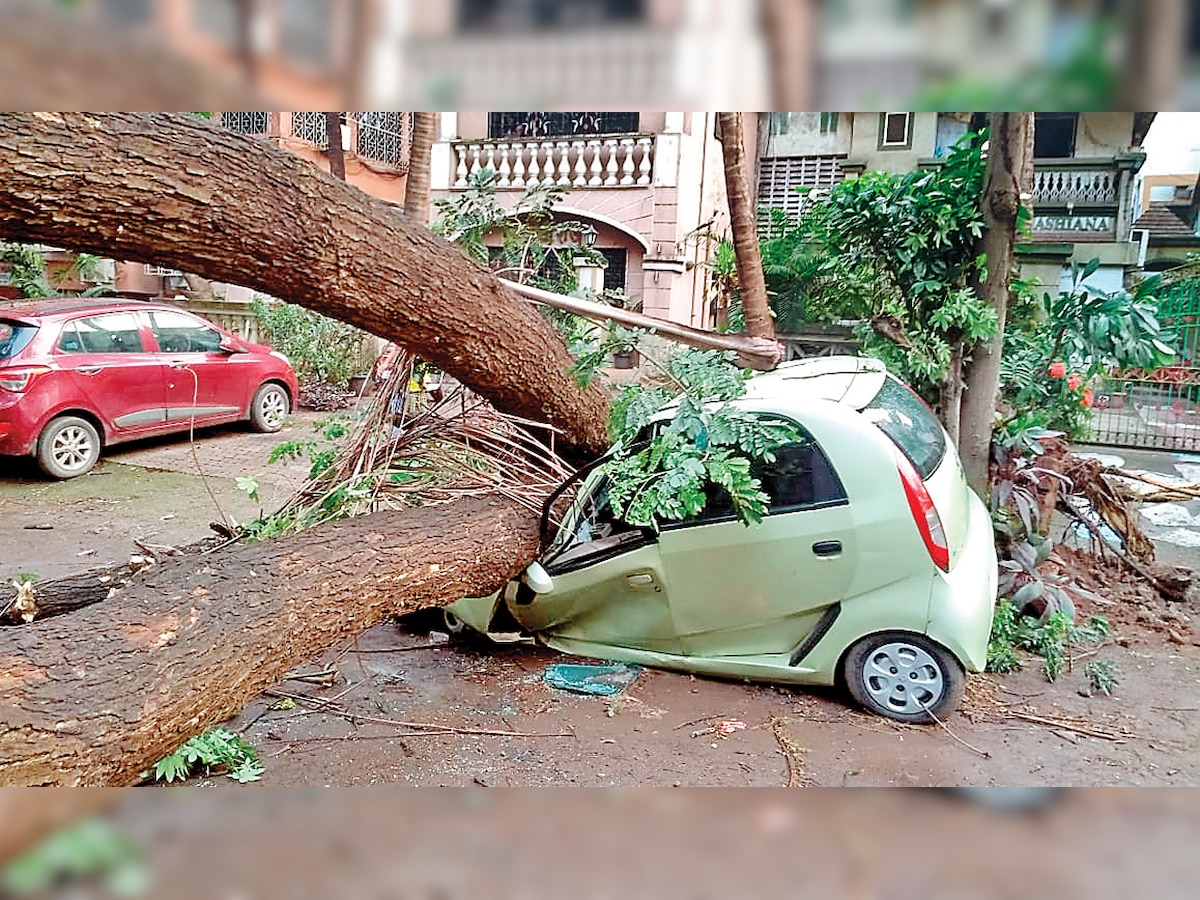 Contractors will chop more trees in fear of BMC action, claim activists