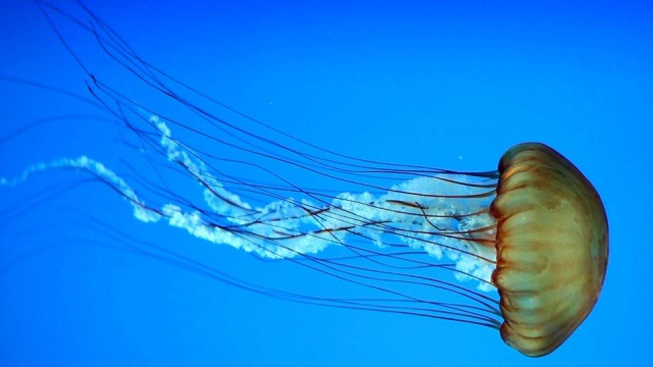 Australian Researchers Find Antidote For Deadly Box Jellyfish Sting