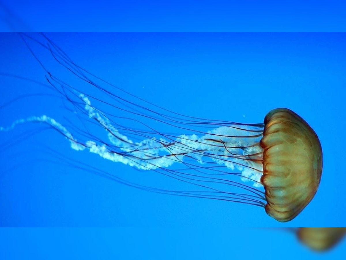 Australian researchers find antidote for deadly box jellyfish sting