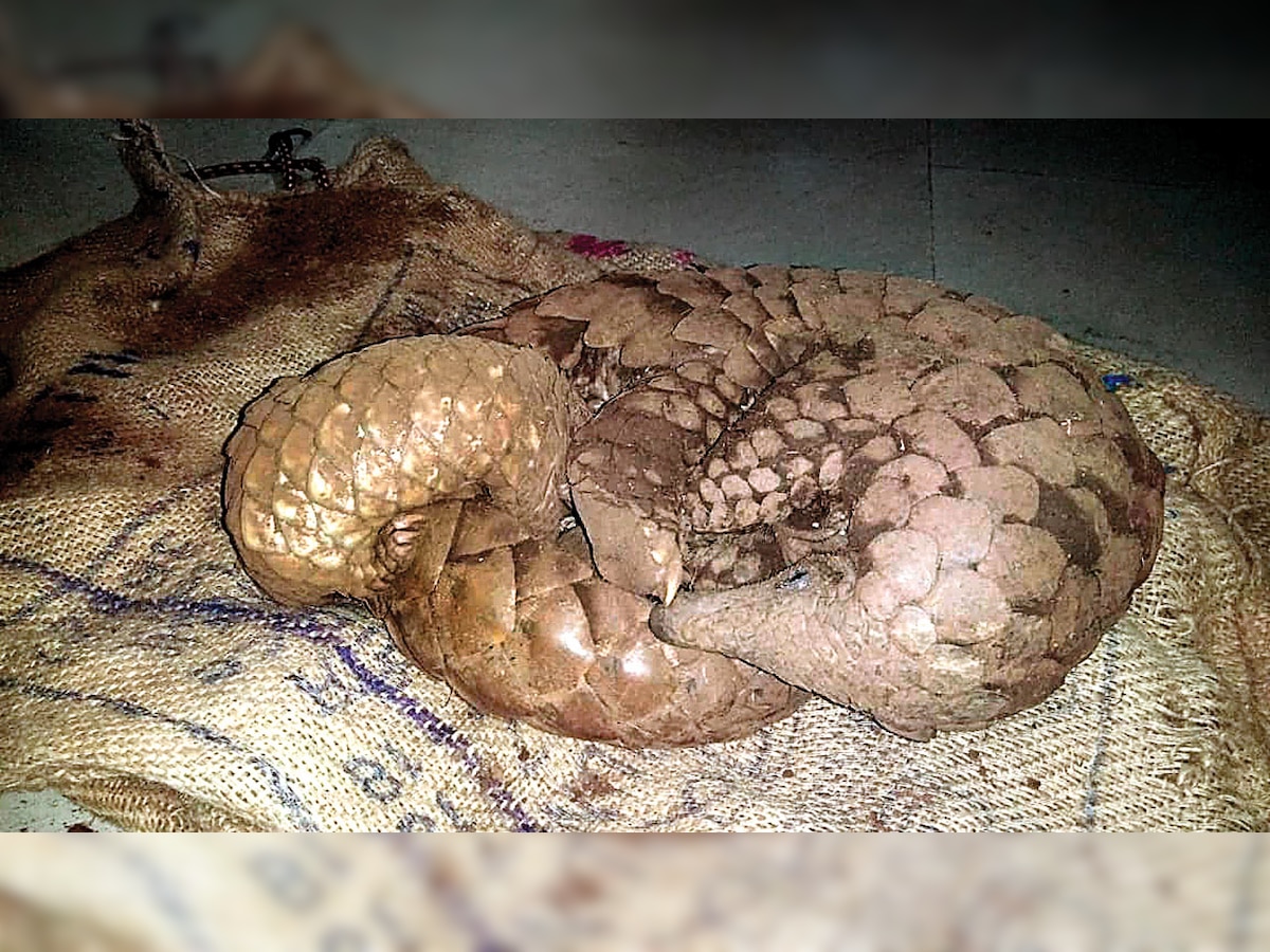 Rescued from poachers, mom & baby pangolin taste freedom