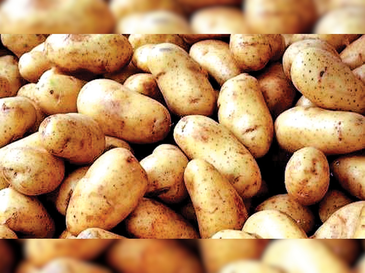 Gujarat's potatoes most resilient to climate change