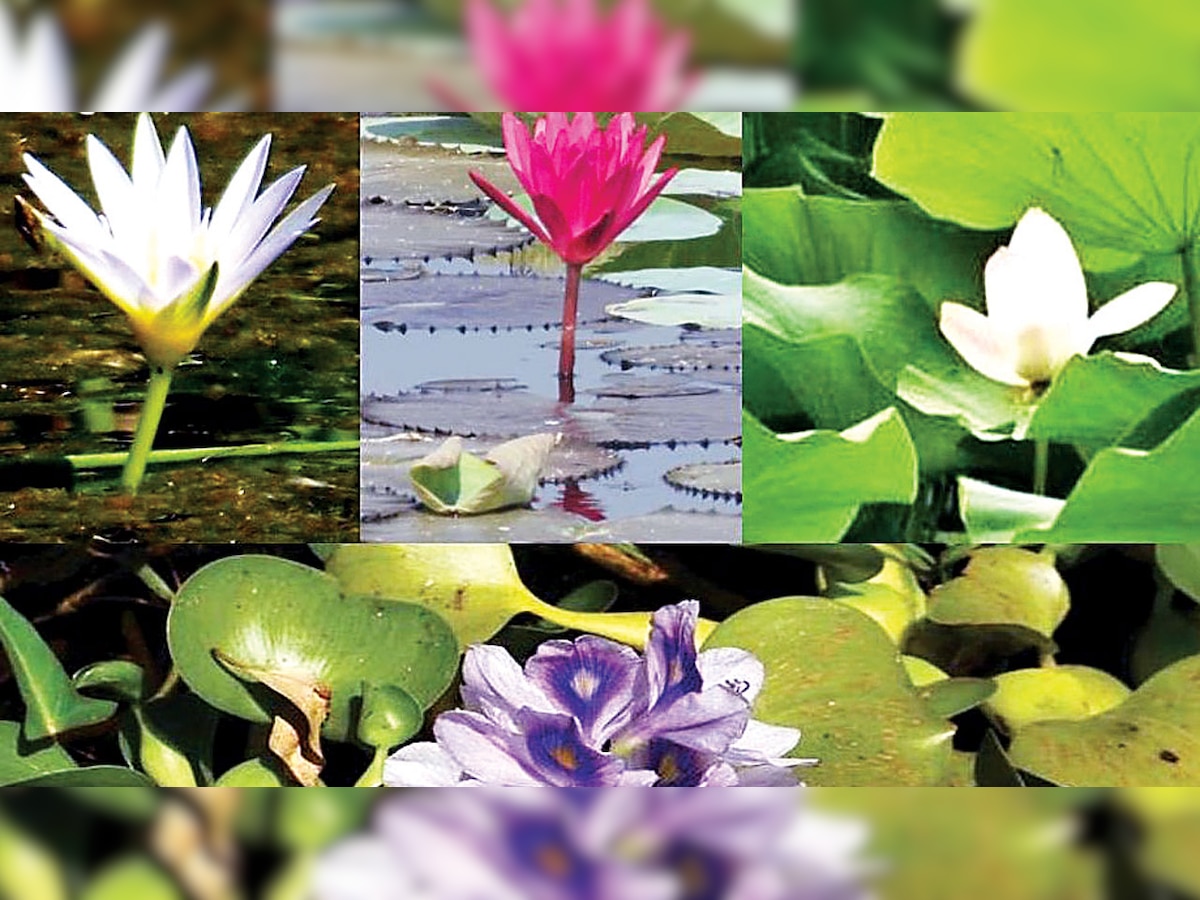 Flowers of some wetland plants: Elegance personified