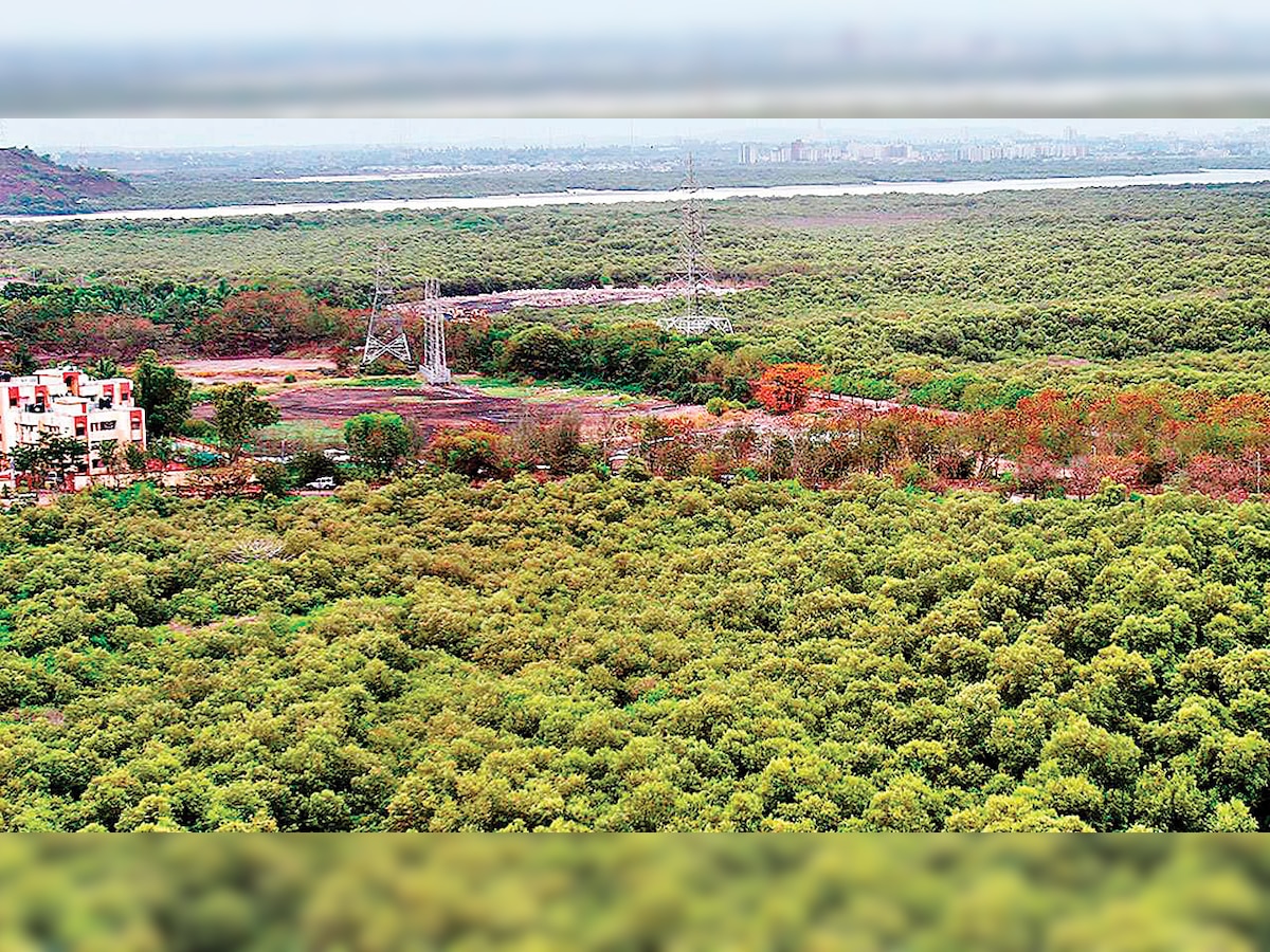 Mangroves depletion: Gujarat High Court seeks report from Ecology Commission