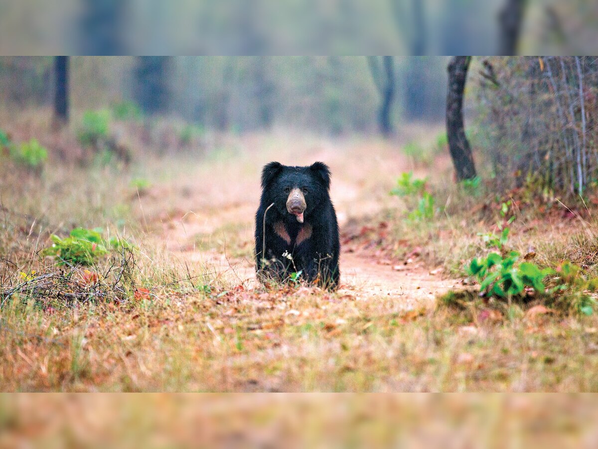 Byculla zoo to get its first sloth bear soon