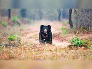 Byculla zoo to get its first sloth bear soon