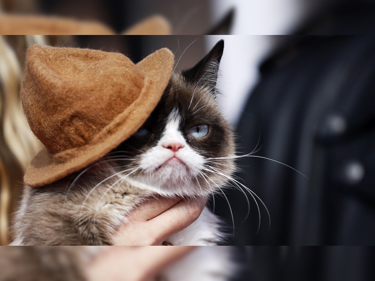 Grumpy Cat internet legend dies