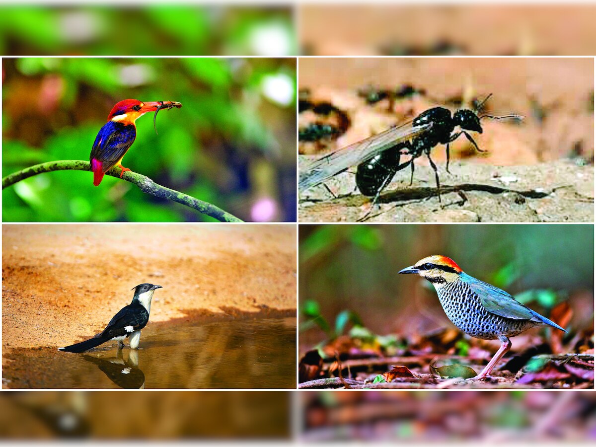 In cloud-cuckoo land: Birds, frogs, flying ants predict rains