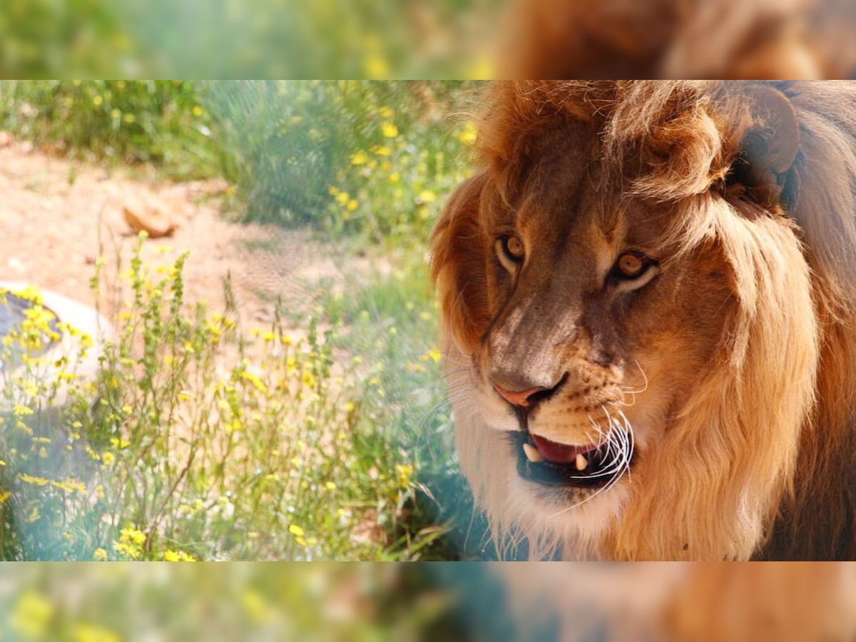 Traumatised by conflict, animals find haven in Jordan