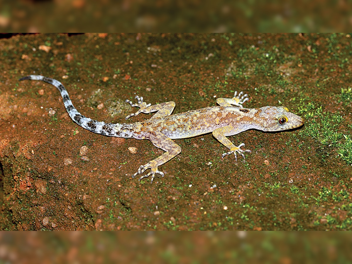 Researchers name gecko after Tejas Thackeray