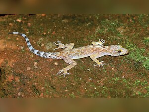 Researchers name gecko after Tejas Thackeray