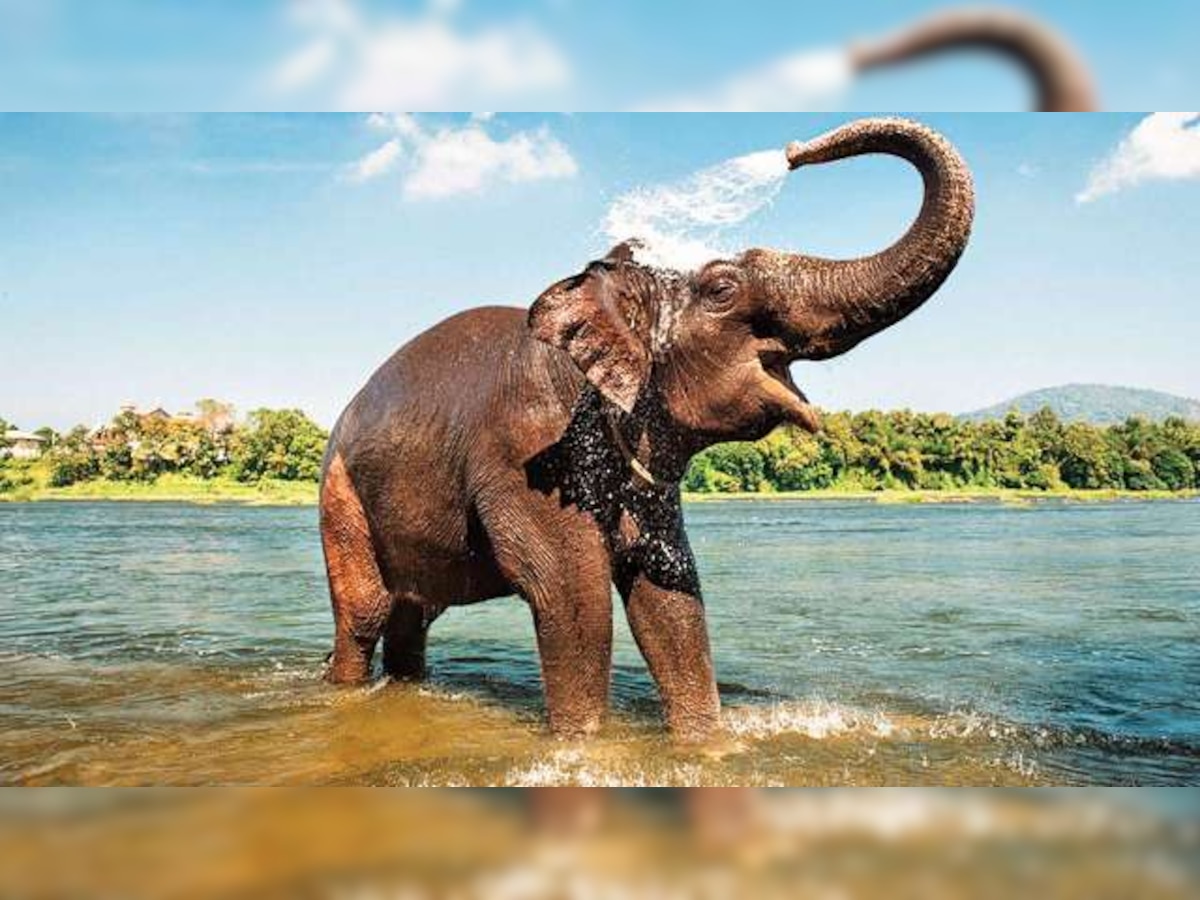 Shower facility installed for temple elephant in Tiruchy