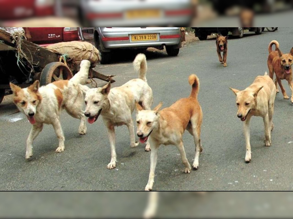 Odisha: Pack of stray dogs kill woman