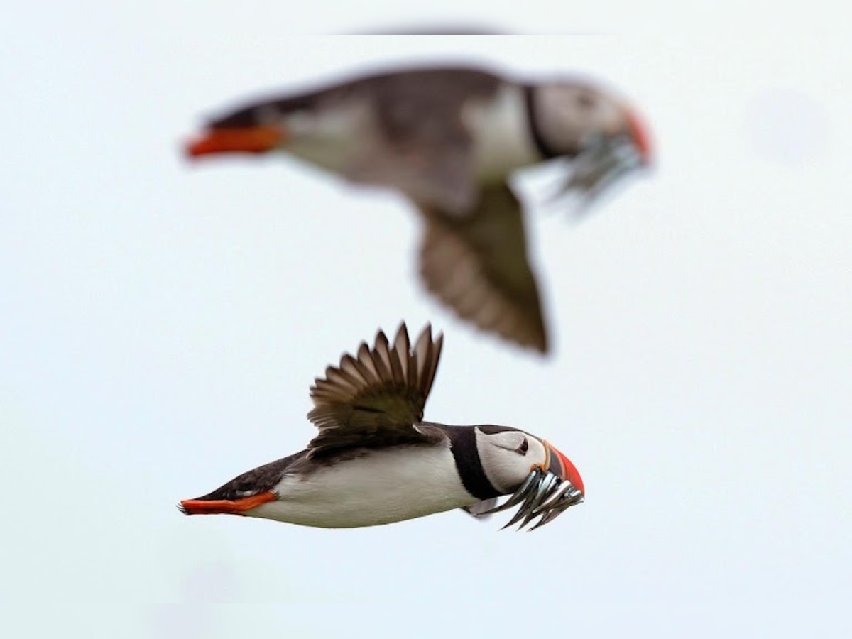 Birds like puffins dying at alarming numbers due to climate change in Alaska