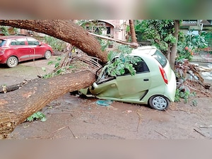 Mumbai: More trees fell in dry months than in rain